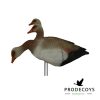 Nilgans 6 Stück