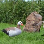 Locktiere Tragetasche Tarn XL