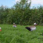 Nijlganzen foamies ganzenlokkers