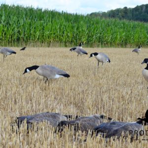 Canada goose hunting decoys