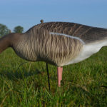 bean goose pink footed goose decoys