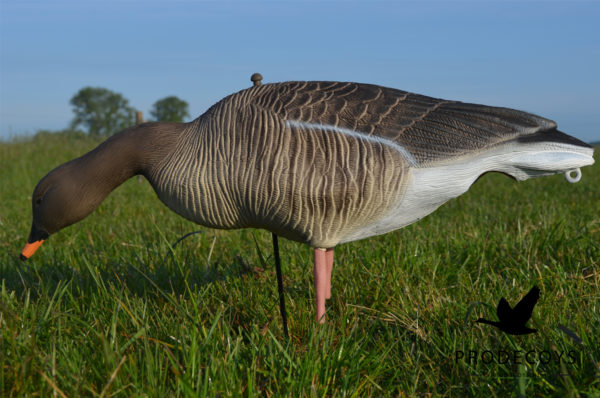bean goose pink footed goose decoys