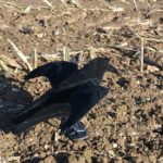 Fliegende Lockkrähe Vollkörper beflockt
