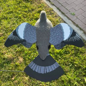 Taube auf Taubenmühle