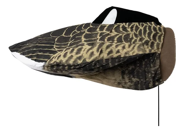 Kanadagans schlafend 2