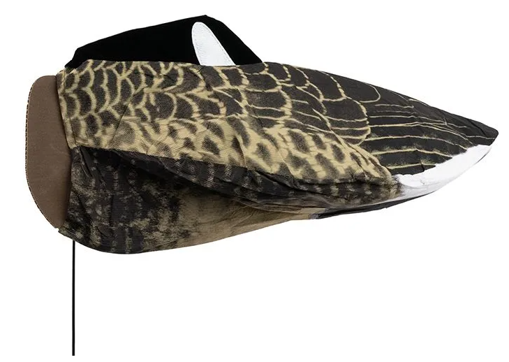 Kanadagans schlafend 3